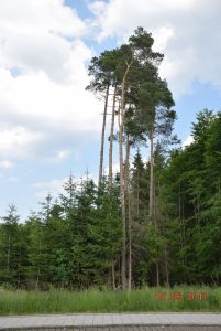 frische Waldluft tanken