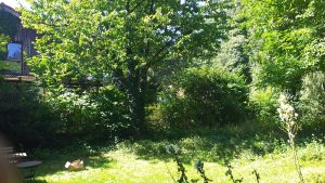 Feldmoching Blick in den Garten nach Süden